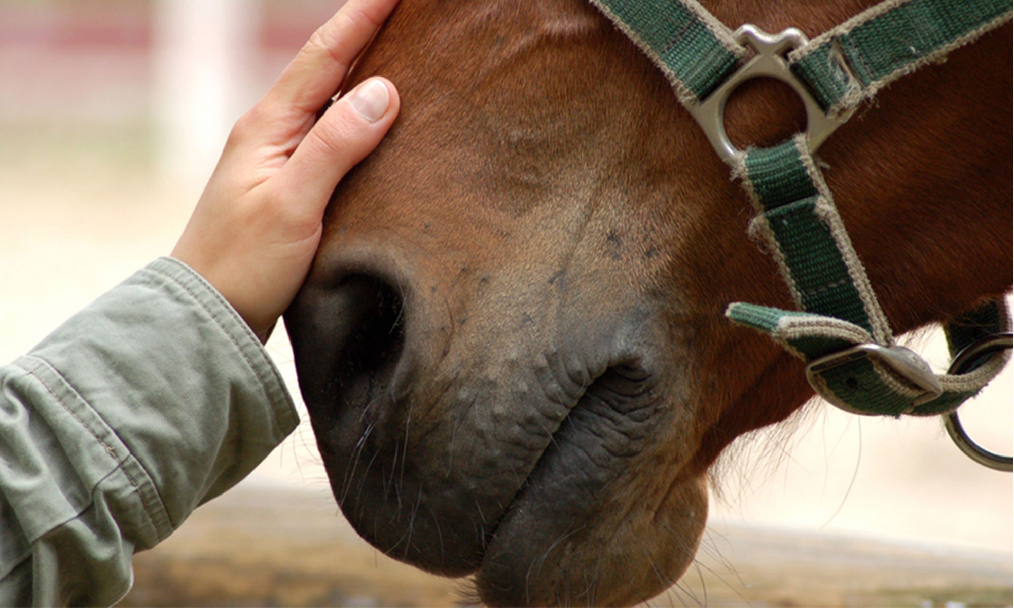 come evitare ulcere cavallo harrison horse care blog