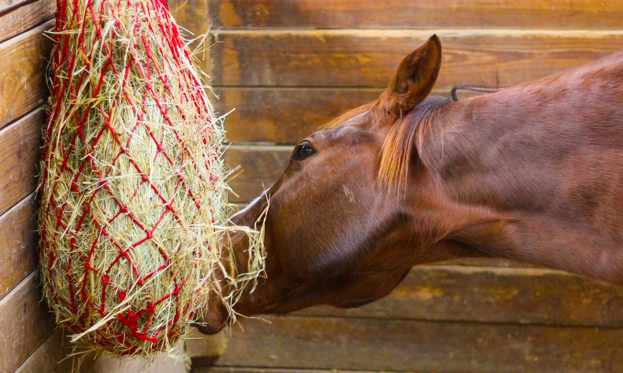 veterinario risponde perchè il cavallo tossisce harrison horse care blog