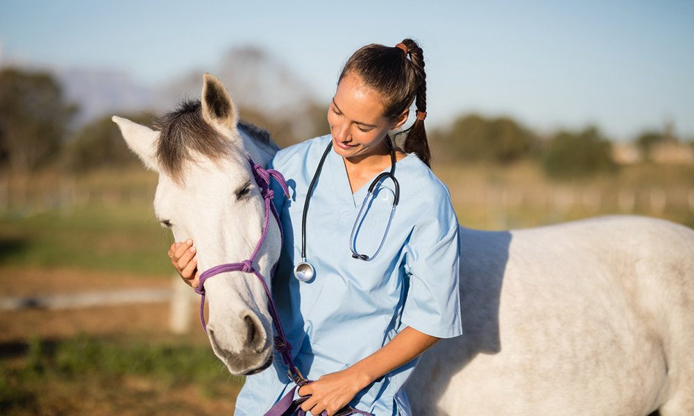 veterinario tosse preoccupazioni salute cavallo harrison horse care blog