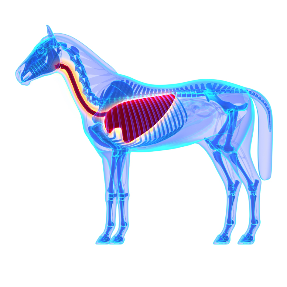 horse digestive health