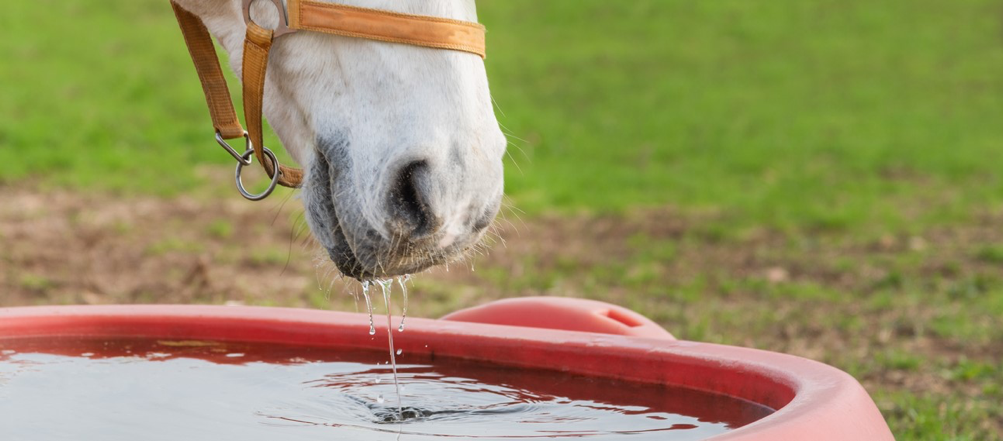 cavallo che beve idratazione cavallo foraggio salute cavallo haygain harrison horse care blog
