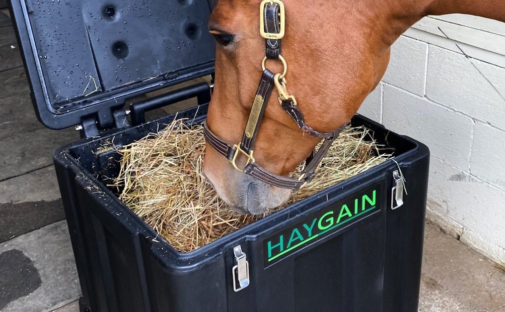 hydration horse forage health