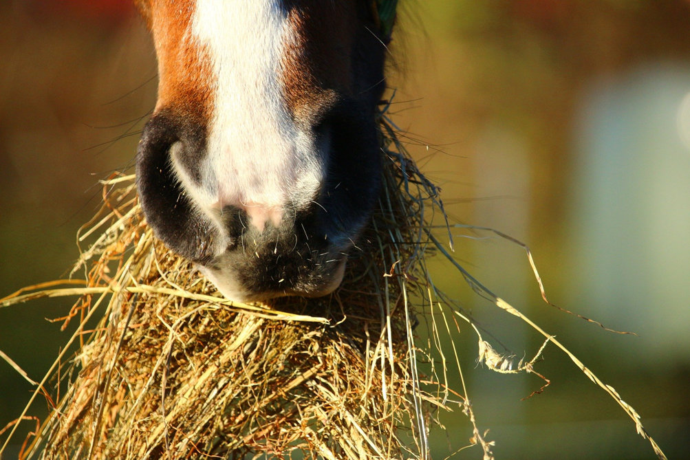 dettaglio cavallo foraggio valide alternative harrison horse care blog