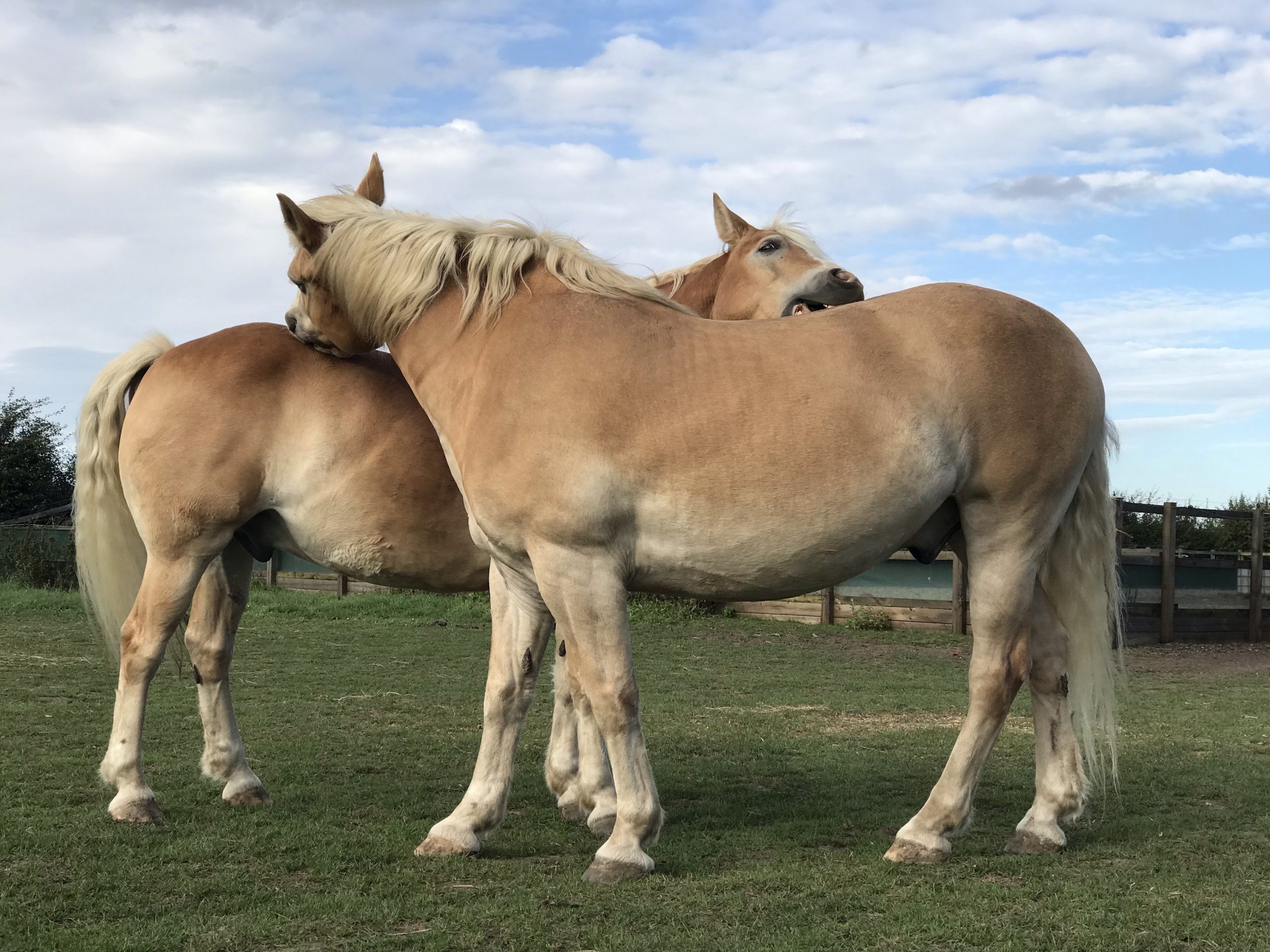 letizia harrison si racconta harrison horse care blog