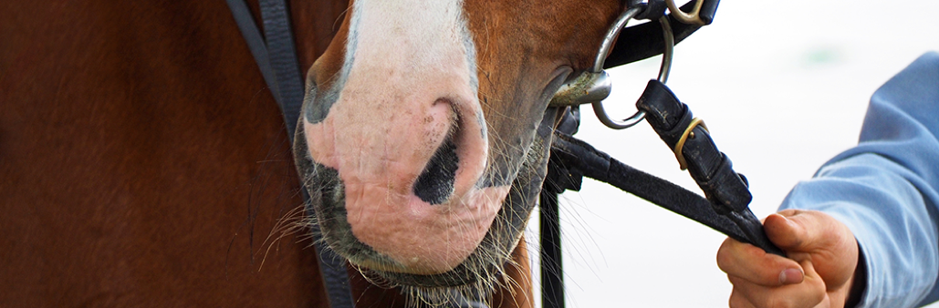 zoom cavallo naso che cola cause harrison horse care blog