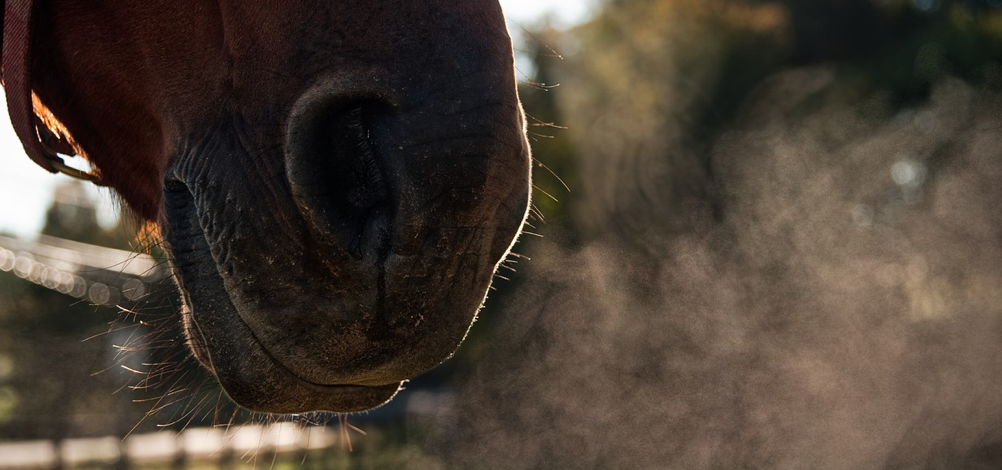 closeup naso asma equina grave harrison horse care blog