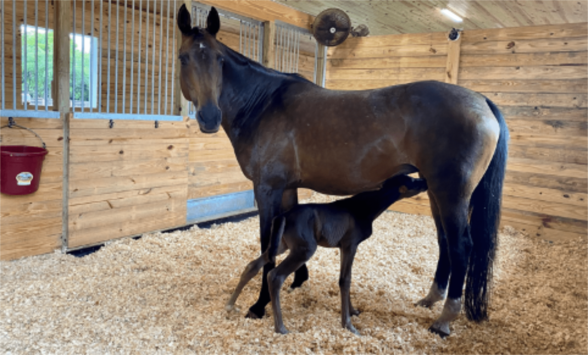 allattamento parto facilitare nascita puledri harrison horse care blog