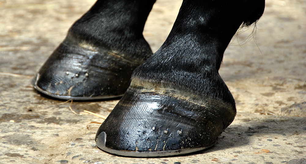 laminite cause prevenzione closeup zoccoli harrison horse care blog