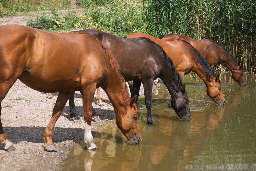 cavallo sano felice idratato invernale cavalli harrison horse care blog