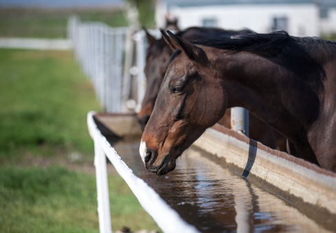 cavallo sano felice idratato invernale