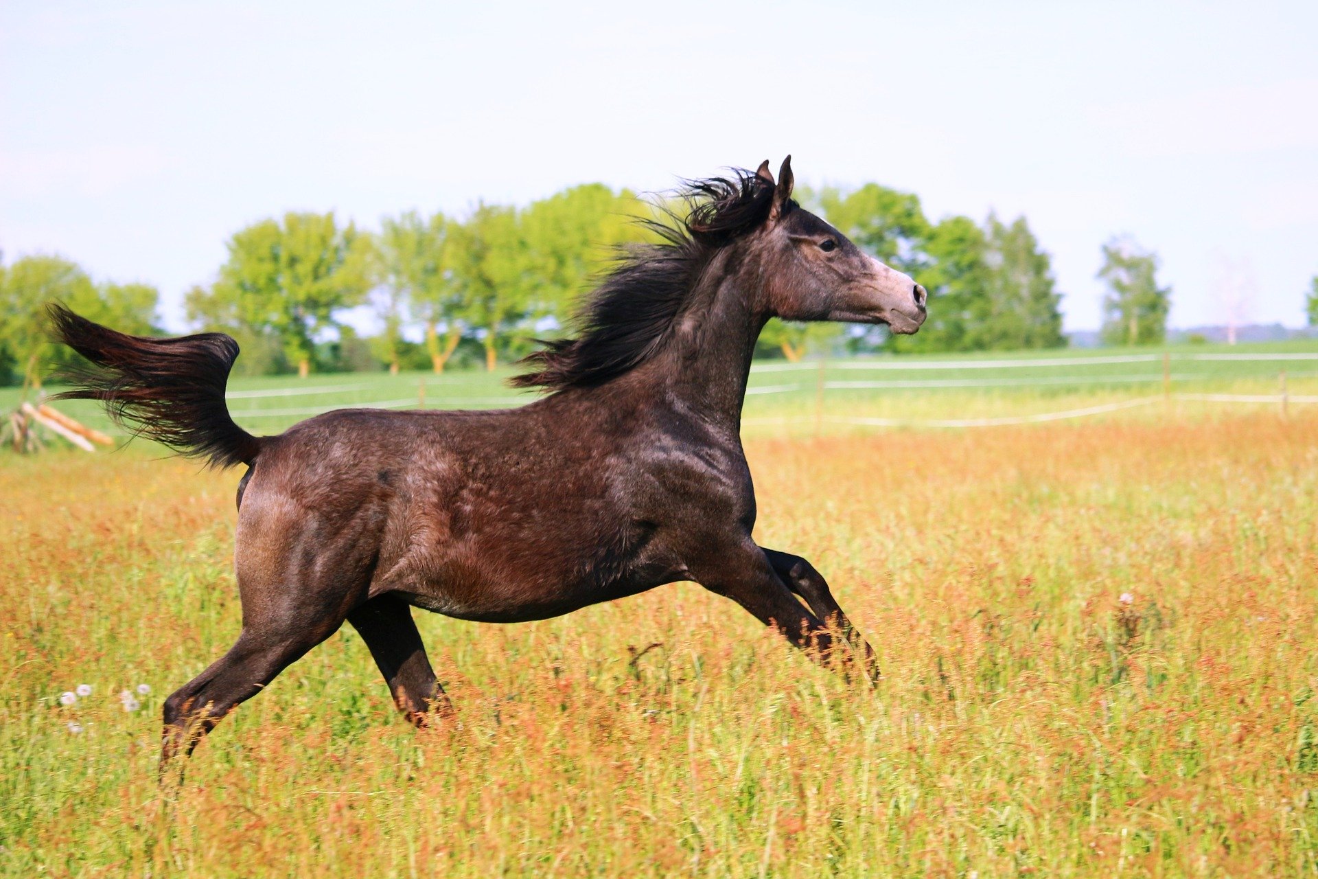 puledro di un anno crescita e consigli cavallo in corsa harrison horse care blog
