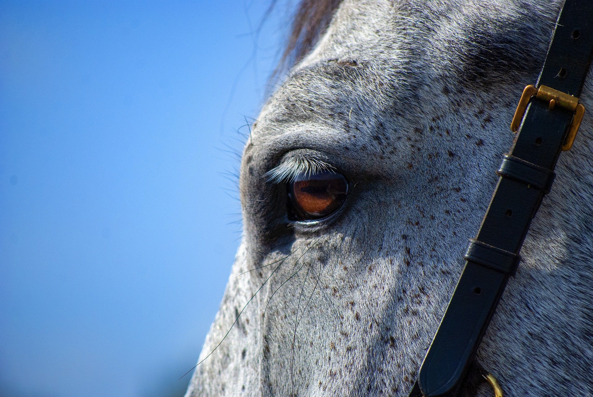 gray leardo manto cavalli definizione caratteristiche harrison horse care blog