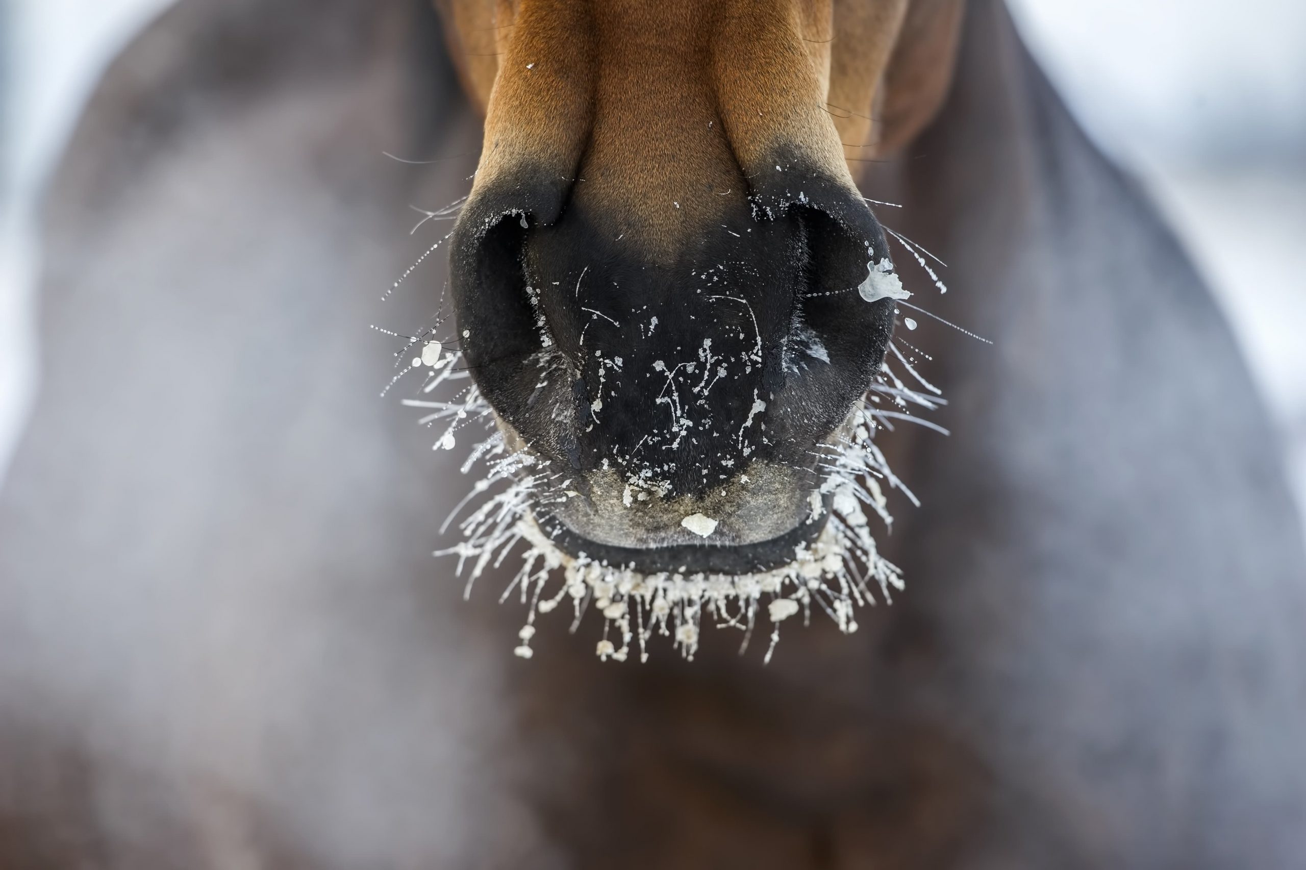 cavallo inverno harrison horse care blog