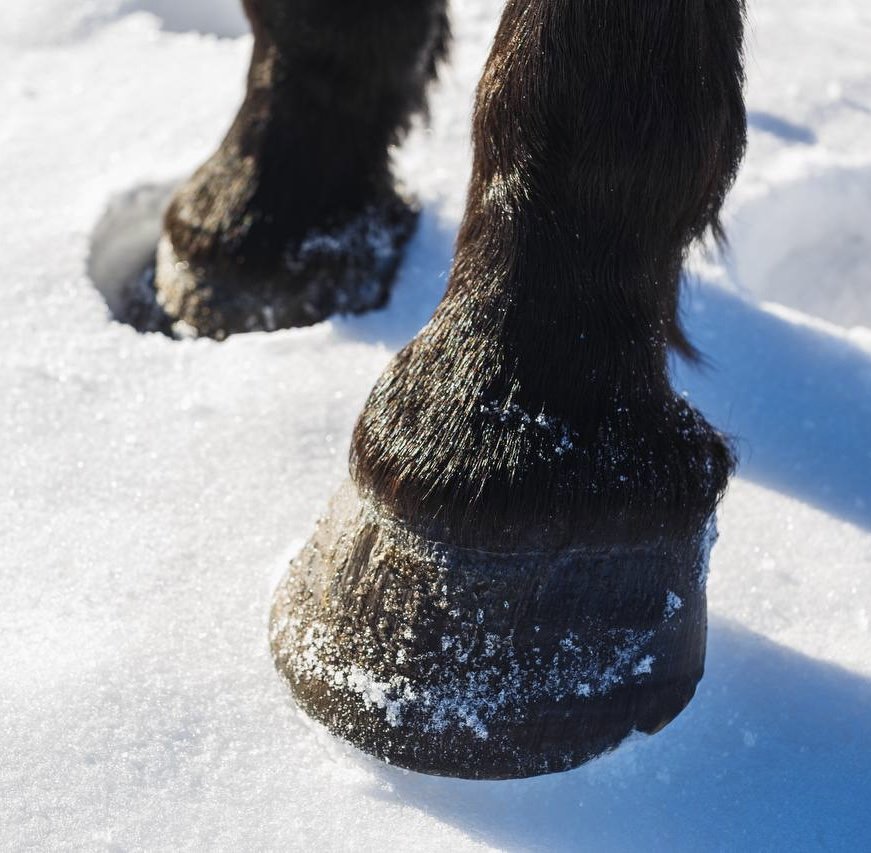 hooves horse winter