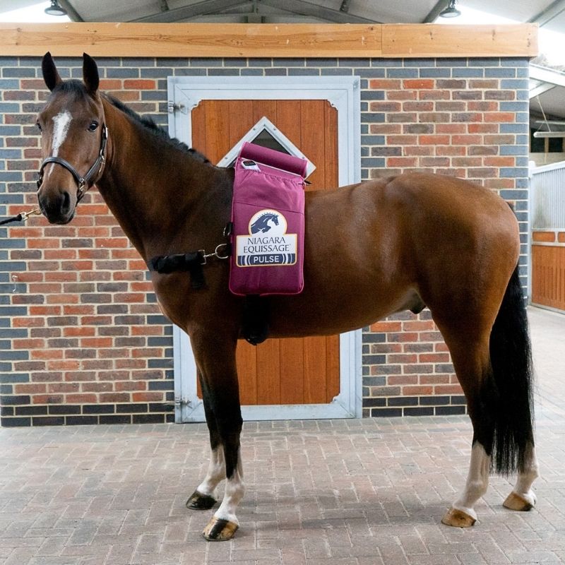 equissage harrison horsecare horse blood circulation