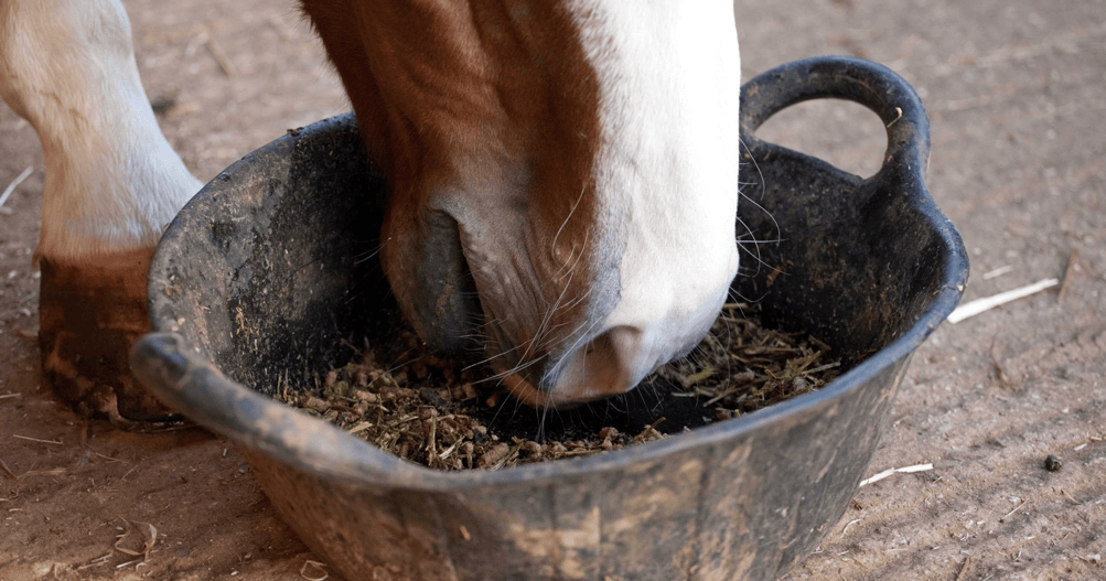 cavalli EGGD harrison horse care