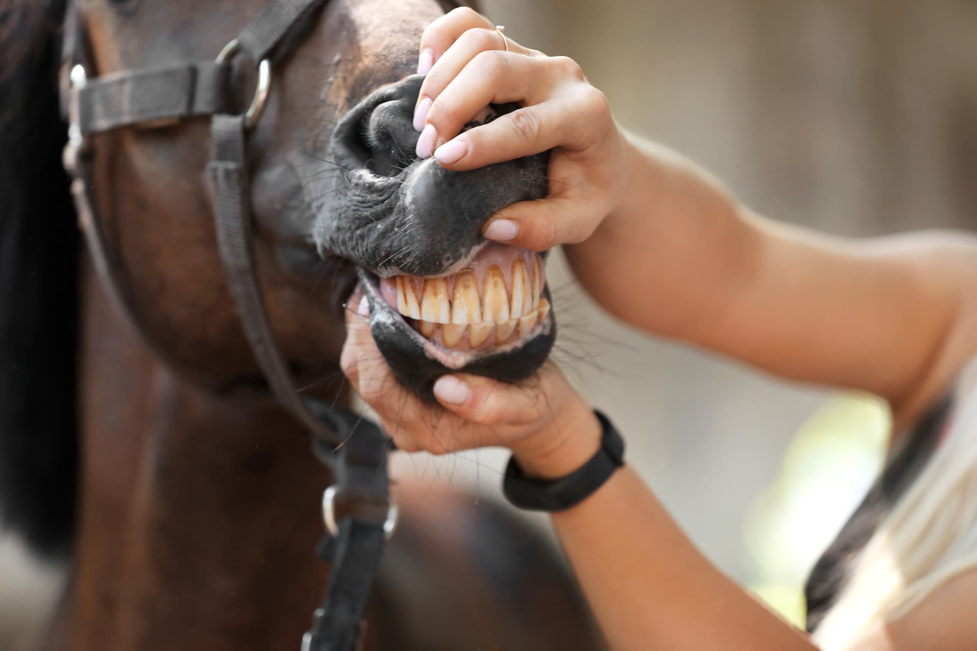 denti e masticazione cavalli harrison horse care blog