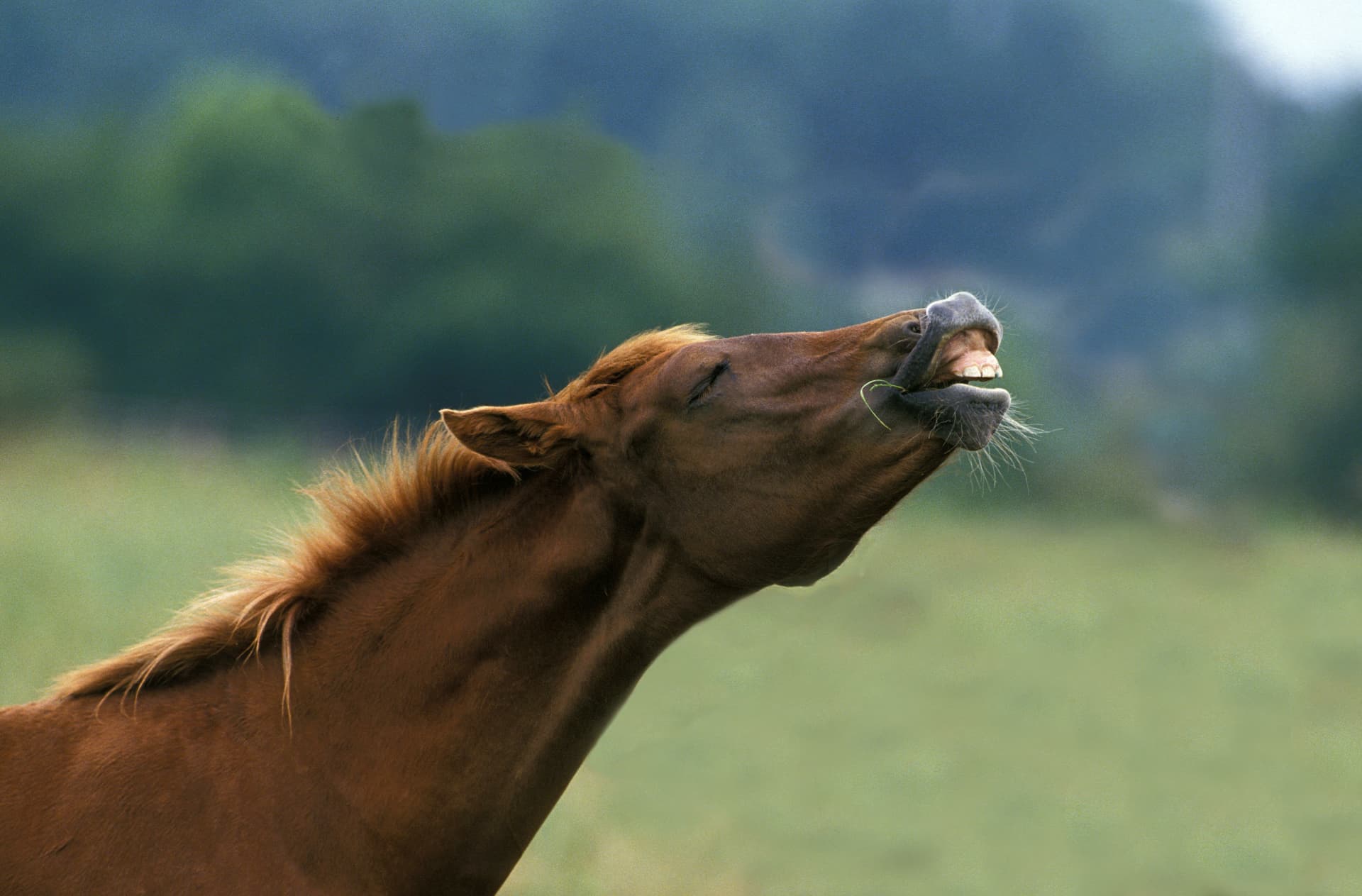 how many teeth hhc horses have