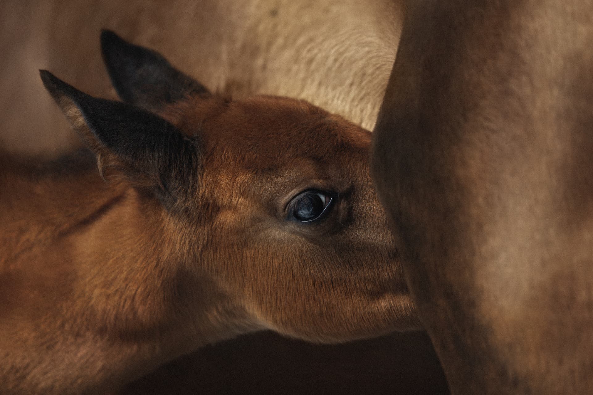stagione delle nascite dei puledri alimentazione cover harrison horse care blog