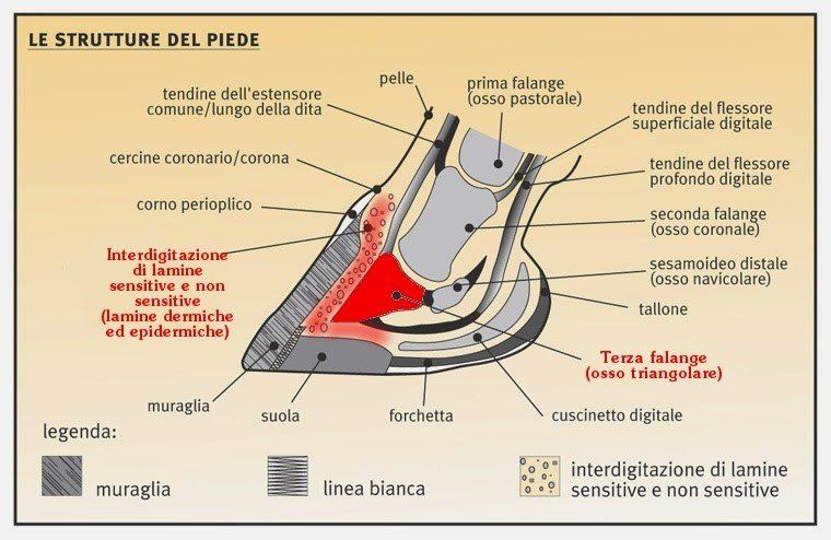 anatomia zoccolo cavallo harrison horse care