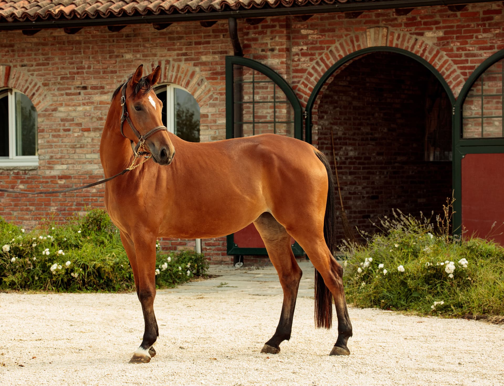 prevenzione e cura zoccoli cavallo harrison horse care